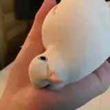 Pigeooooon