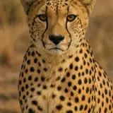 cheetahGirl222