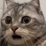 IseeU