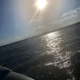 Iguana11