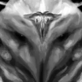 Nihilophant