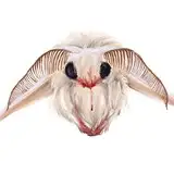 SilkMoth