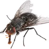 Gee_Bee