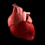 cardiophiliafiles