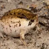 Frogzzi