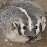 hopefulbadger