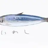 こるせ