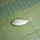 SKtuna
